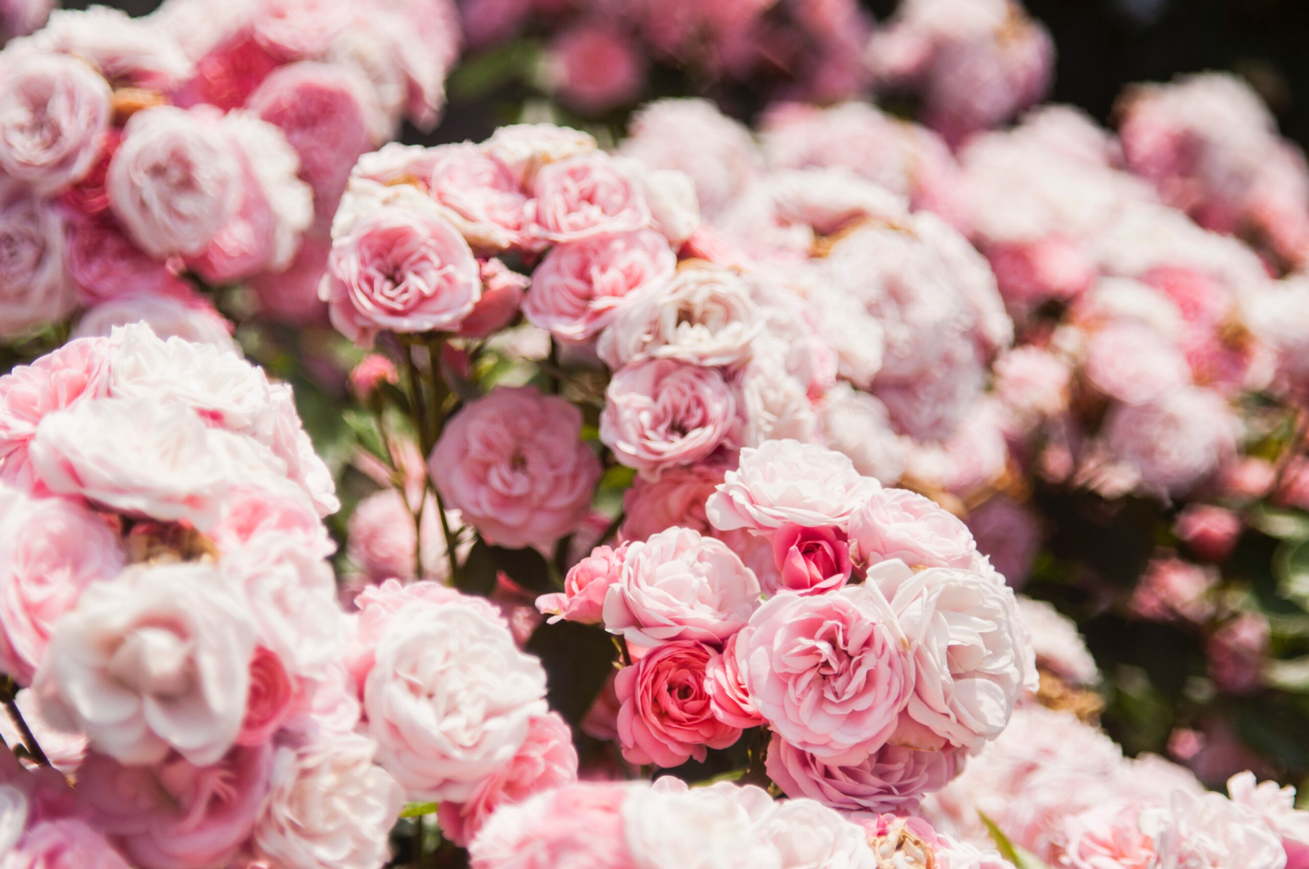 Blossoming Haven: Unveiling the Gardens of Saskatoon, Canada