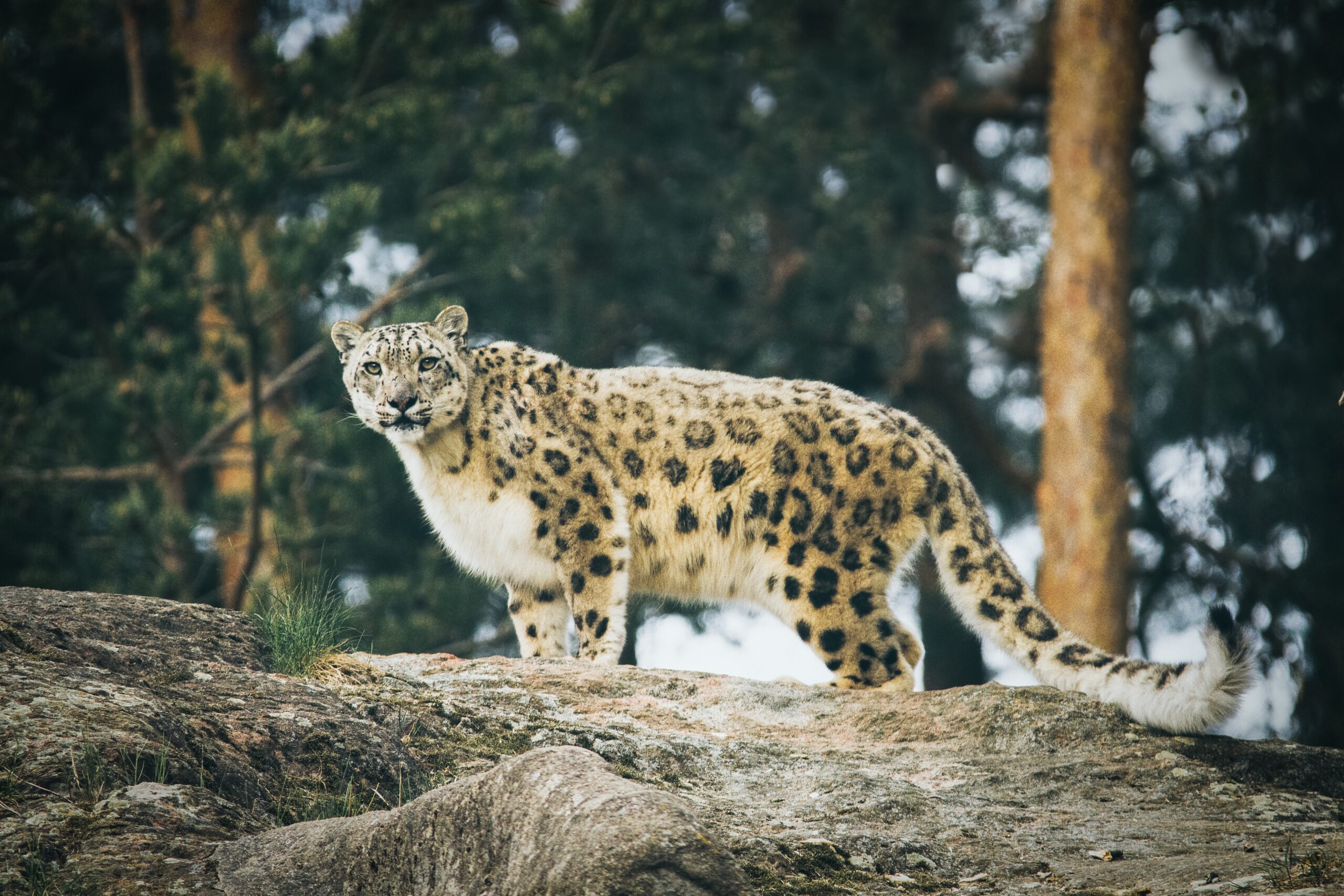 Saskatoon Forestry Farm Park and Zoo: Where Nature and Wildlife Unite